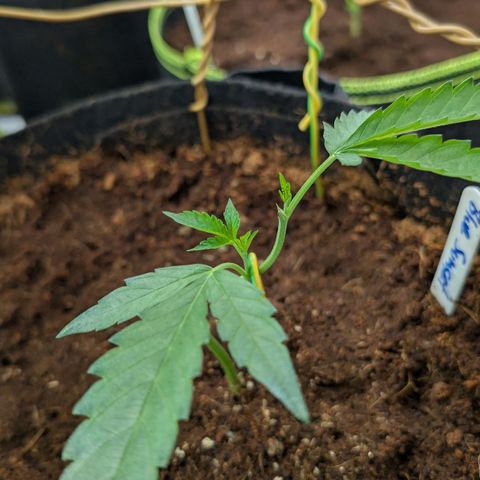 Blue Sunset  growlog timeline photo