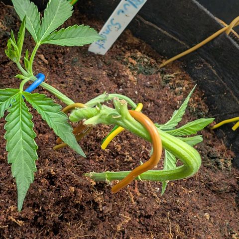 Blue Sunset  growlog timeline photo