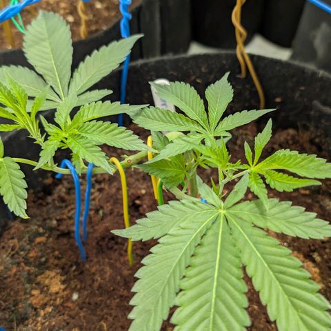 Cherry Bacio  growlog timeline photo