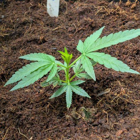 Cherry Bacio  growlog timeline photo