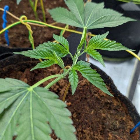 Cherry Bacio  growlog timeline photo