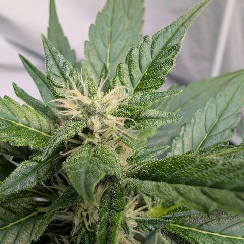 Papaya Cookies Auto  growlog timeline photo
