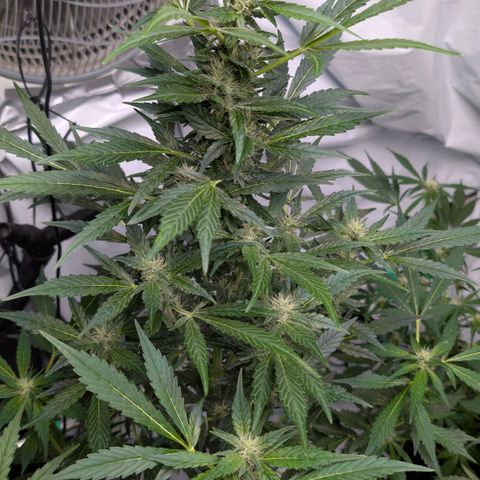 Papaya Cookies Auto  growlog timeline photo