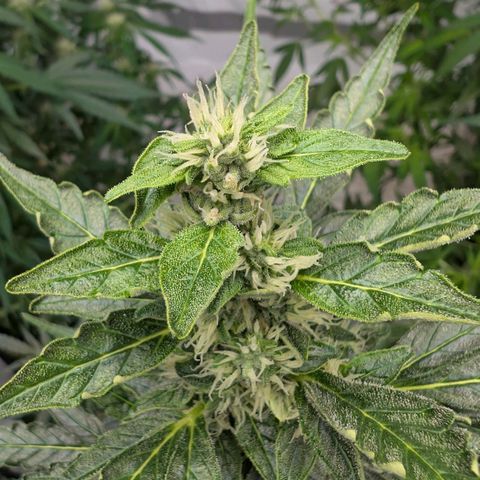 Gorilla Zkittlez Auto growlog timeline photo