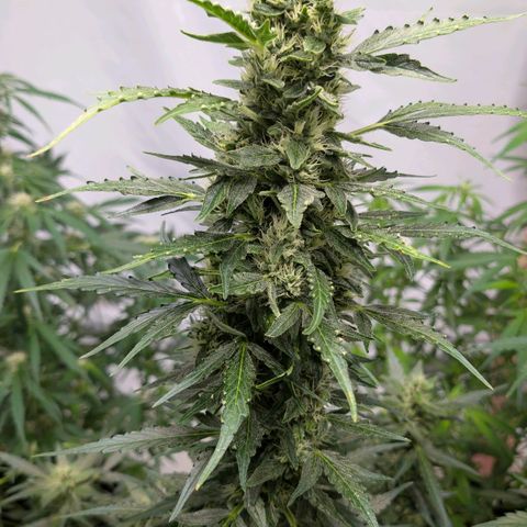 Gorilla Zkittlez Auto growlog timeline photo