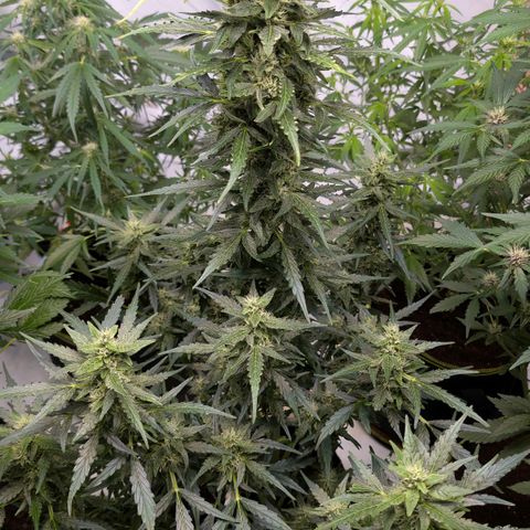 Gorilla Zkittlez Auto growlog timeline photo