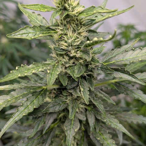 Gorilla Zkittlez Auto growlog timeline photo