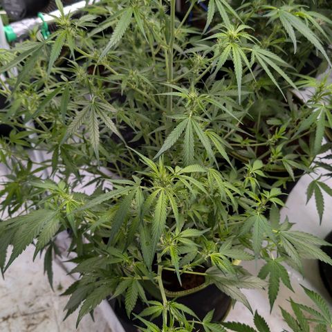 Nama's Threesome #3 growlog timeline photo