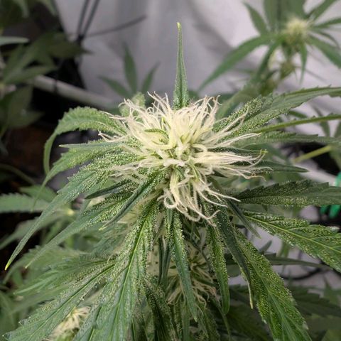 Nama's Threesome #2 growlog timeline photo