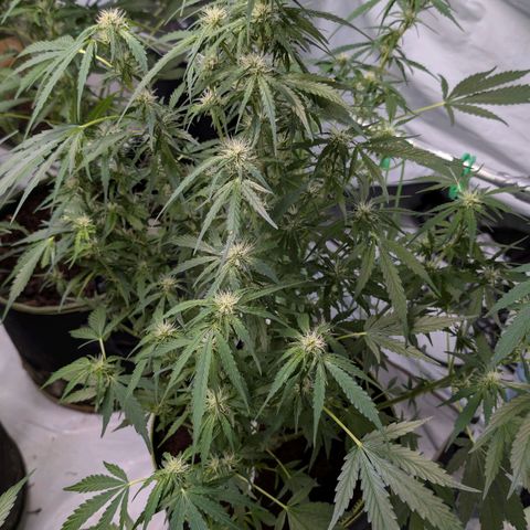 Nama's Threesome #2 growlog timeline photo