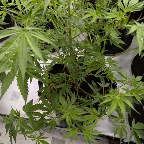 Citrus Fuel (Semi) Automatic growlog timeline photo