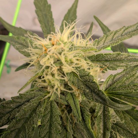 Mimosa Sunrise XXL Automatik  growlog timeline photo