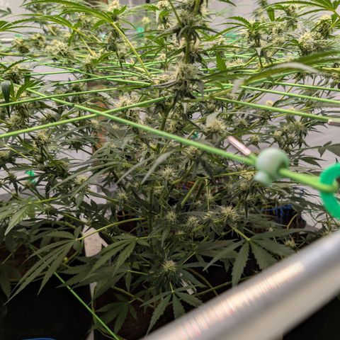 Mimosa Sunrise XXL Automatik  growlog timeline photo