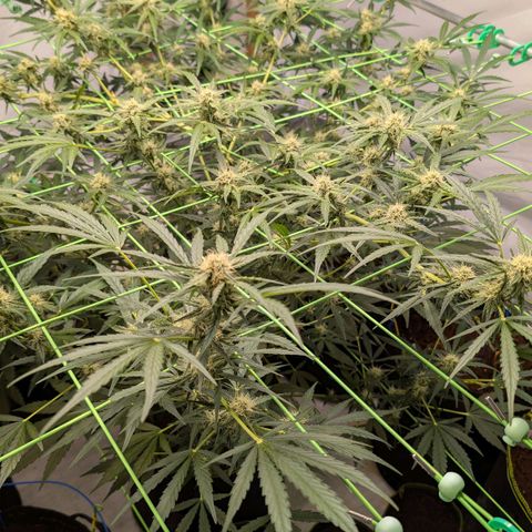 Mimosa Sunrise XXL Automatik  growlog timeline photo