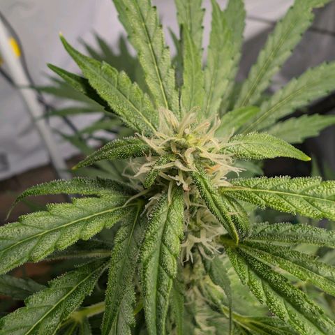 Blueberry Candiez growlog timeline photo