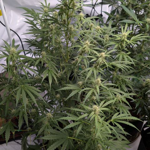 Blueberry Candiez growlog timeline photo