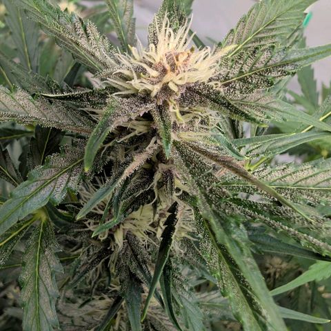 Nama's Threesome #1 growlog timeline photo