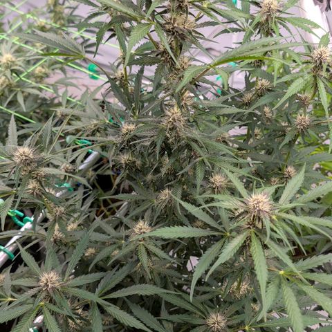 Nama's Threesome #1 growlog timeline photo
