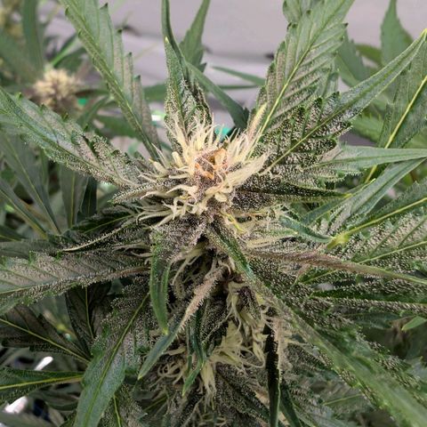 Nama's Threesome #1 growlog timeline photo