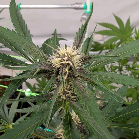Nama's Threesome #1 growlog timeline photo