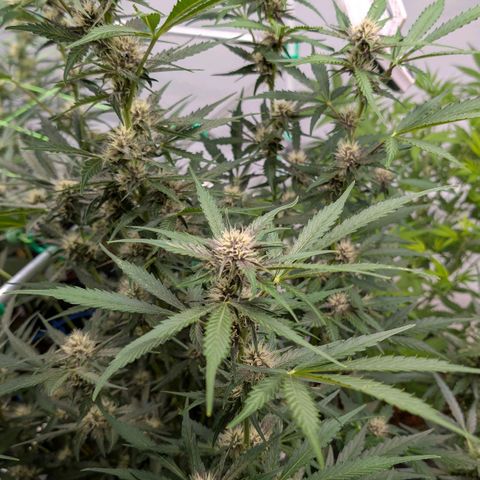 Nama's Threesome #1 growlog timeline photo
