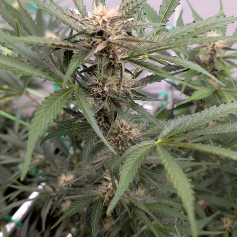 Nama's Threesome #1 growlog timeline photo