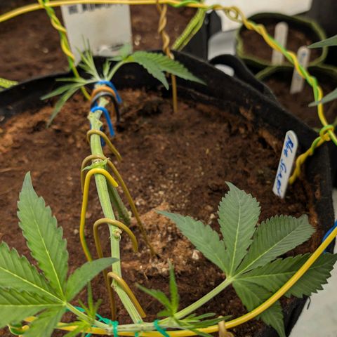 Blue Sunset  growlog timeline photo