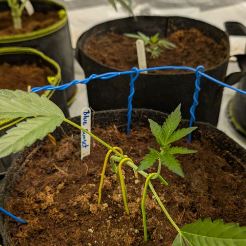 Blue Sunset  growlog timeline photo