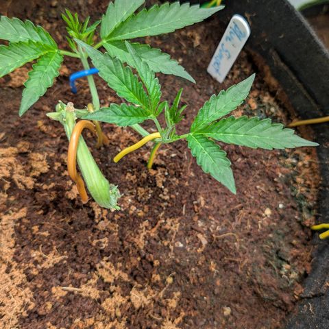 Blue Sunset  growlog timeline photo