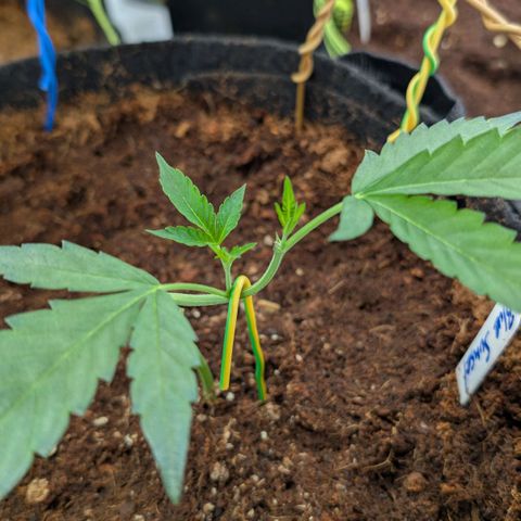 Blue Sunset  growlog timeline photo