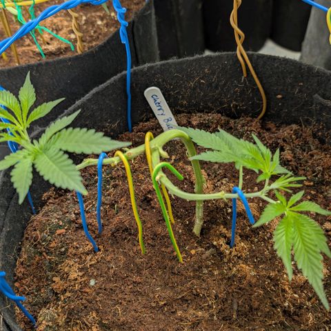Cherry Bacio  growlog timeline photo