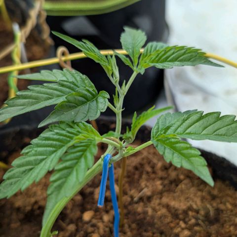 Cherry Bacio  growlog timeline photo