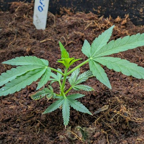 Cherry Bacio  growlog timeline photo