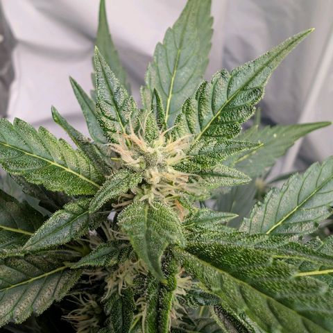 Papaya Cookies Auto  growlog timeline photo