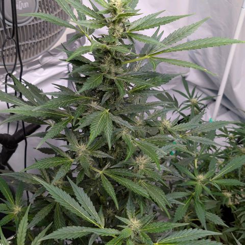Papaya Cookies Auto  growlog timeline photo