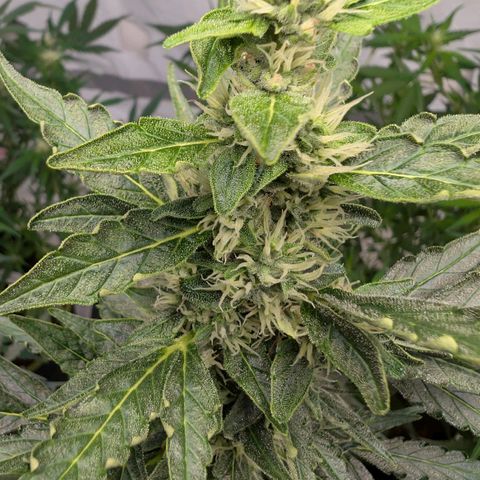 Gorilla Zkittlez Auto growlog timeline photo