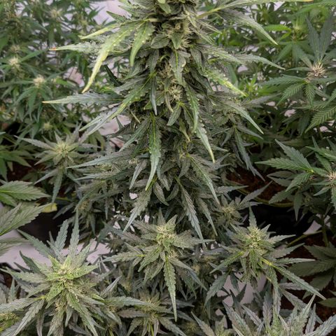 Gorilla Zkittlez Auto growlog timeline photo