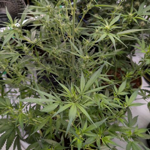 Nama's Threesome #3 growlog timeline photo