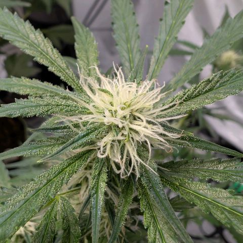 Nama's Threesome #2 growlog timeline photo