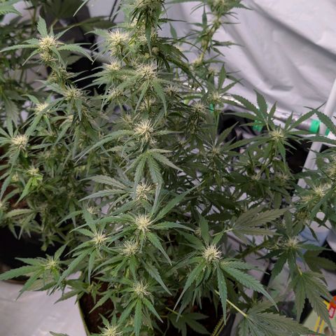 Nama's Threesome #2 growlog timeline photo