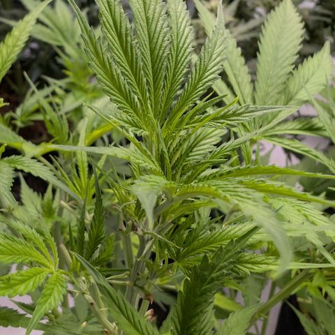 Citrus Fuel (Semi) Automatic growlog timeline photo