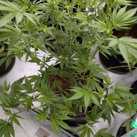 Citrus Fuel (Semi) Automatic growlog photo: Immer noch keine Buds 