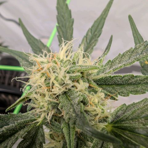 Mimosa Sunrise XXL Automatik  growlog timeline photo