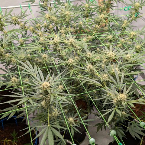 Mimosa Sunrise XXL Automatik  growlog timeline photo