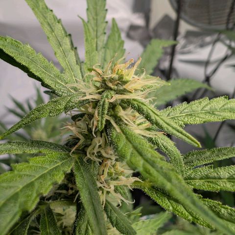Blueberry Candiez growlog timeline photo