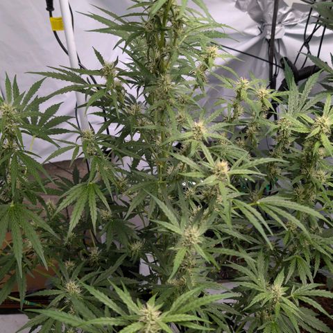 Blueberry Candiez growlog timeline photo