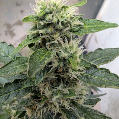 Gorilla Zkittlez Auto growlog timeline photo