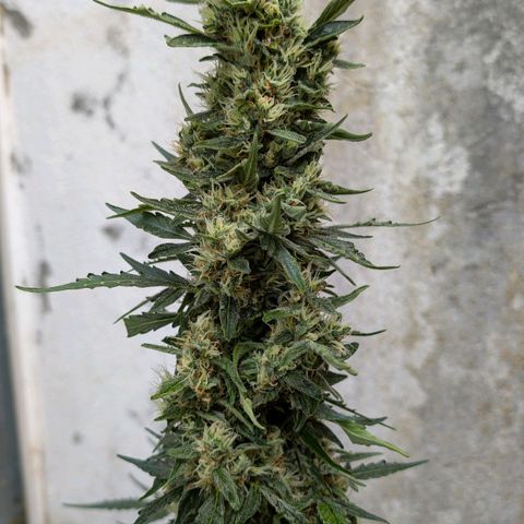Gorilla Zkittlez Auto growlog photo: 1 Woche noch 😀