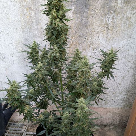 Gorilla Zkittlez Auto growlog photo: 1 Woche noch 😀