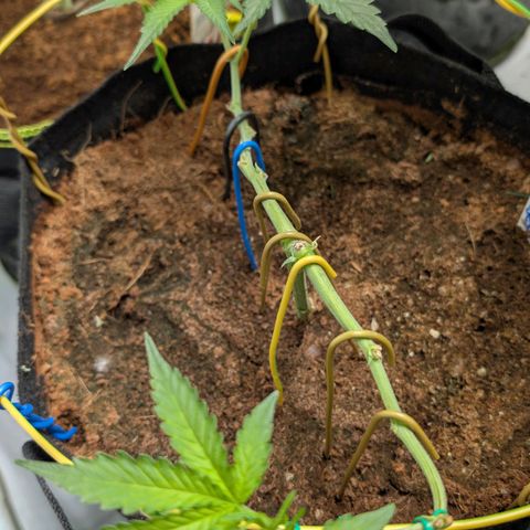 Blue Sunset  growlog timeline photo